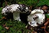 Russula delica