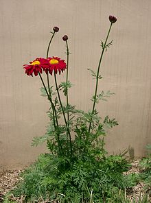 Tanacetum coccineum1.jpg