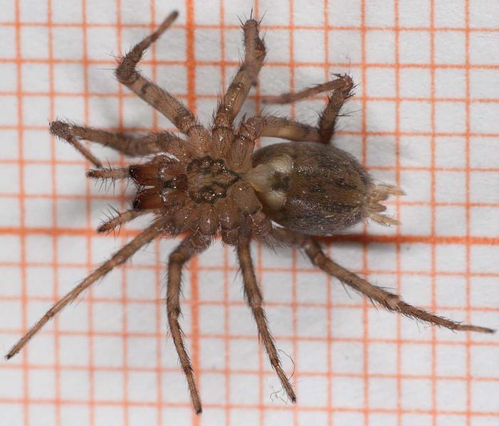 Файл:Tegenaria domestica-u.jpg