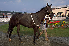 Thoroughbred.jpg