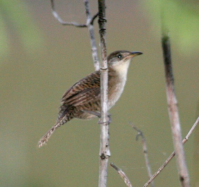 Файл:Zapata Wren.jpg