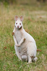 File:Albino Macropus rufogriseus rufogriseus.jpg