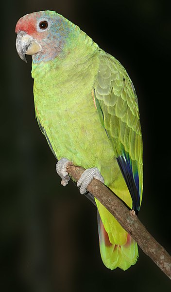 File:Amazona brasiliensis 001 1280.jpg