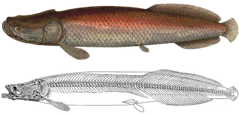 File:Arapaima agassizii.jpg