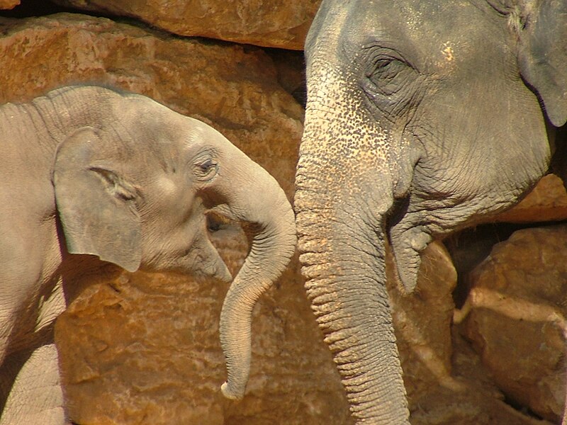 File:Asian Elephant and Baby.JPG