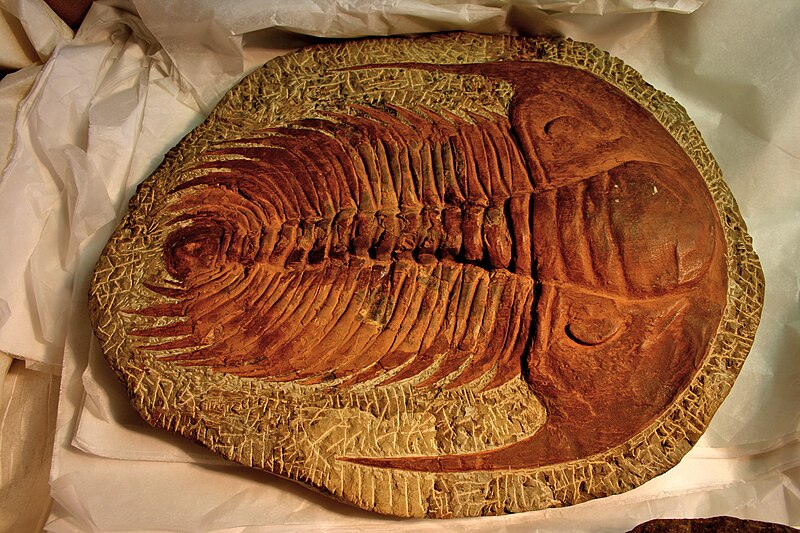 File:BLW Trilobite (Paradoxides sp.).jpg