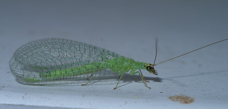 File:Chrysopa oculata P1550630a.jpg