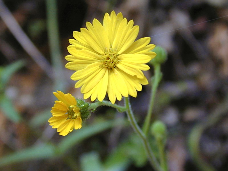 File:Common Madia, Madia elegans.jpg