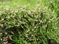 Erica vagans