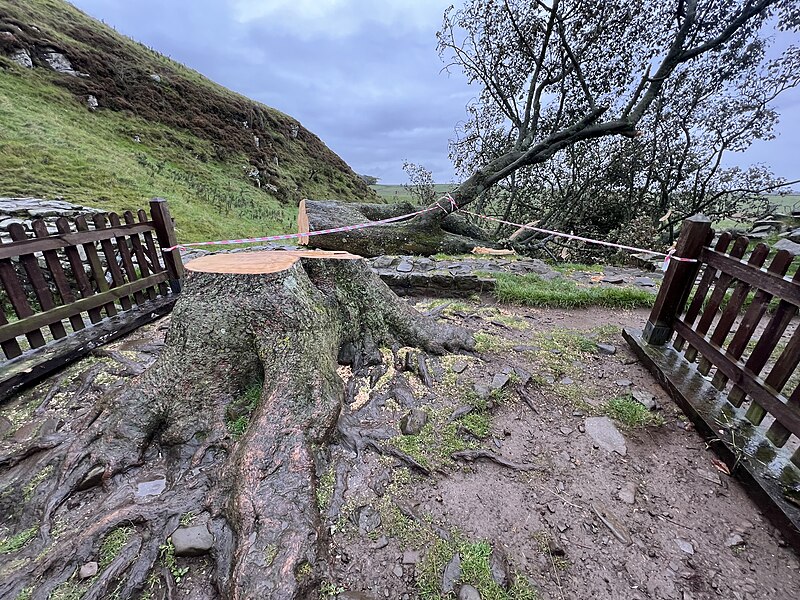 File:FelledSycamoreTree.jpg