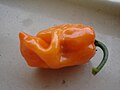 Fruit habanero 'orange'