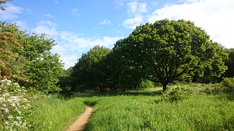 File:Horsenden Hill (18303315151).jpg