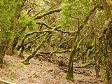 Bosque del Garajonay.