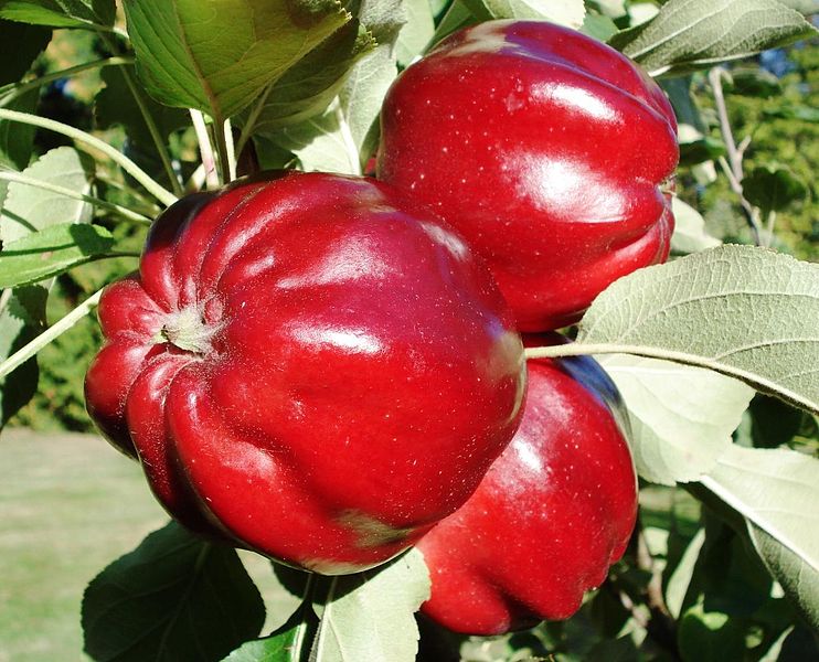 File:Malus - Roter Herbstkalvill.JPG