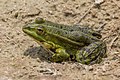 Image 4 Marsh frog Photograph credit: Charles James Sharp The marsh frog (Pelophylax ridibundus) is a species of amphibian native to Europe and parts of Asia. It is the largest type of frog in most of its range, growing to a snout-to-vent length of around 100 mm (4 in); tadpoles can reach up to 190 mm (7.5 in) in length, but this usually occurs in places with long winters where the tadpole has time to grow. Marsh frogs hibernate during the winter, either underwater or in burrows, and are able to use the Earth's magnetic field to locate breeding ponds. This marsh frog was photographed in Kampinos National Park, Poland. More selected pictures