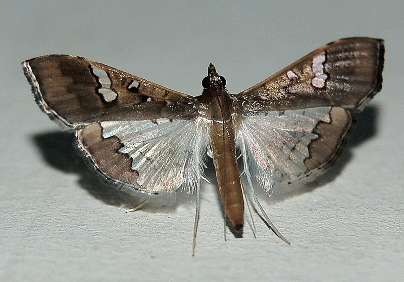 File:Maruca vitrata.jpg