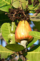 A mature cashew apple ready to be harvested