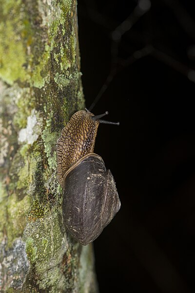 File:Nesiohelix swinhoei (29995404128).jpg