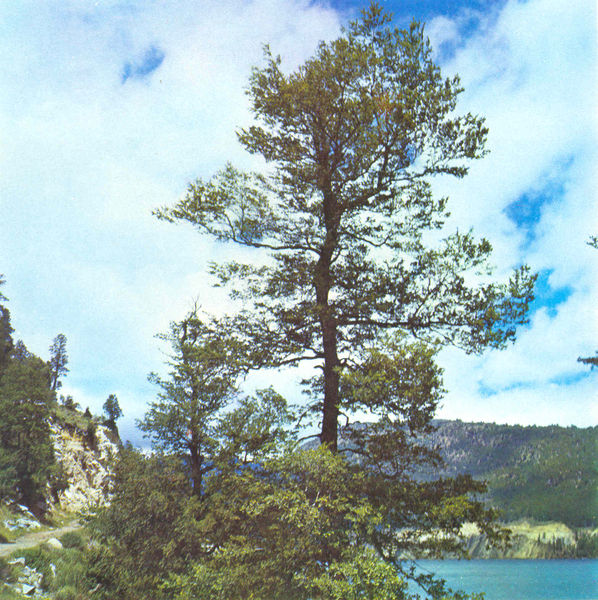 Archivo:Nothofagus obliqua.jpg