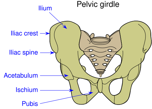 Archivo:Pelvic girdle illustration.svg