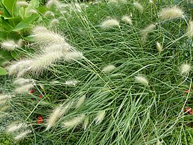 Pennisetum villosum