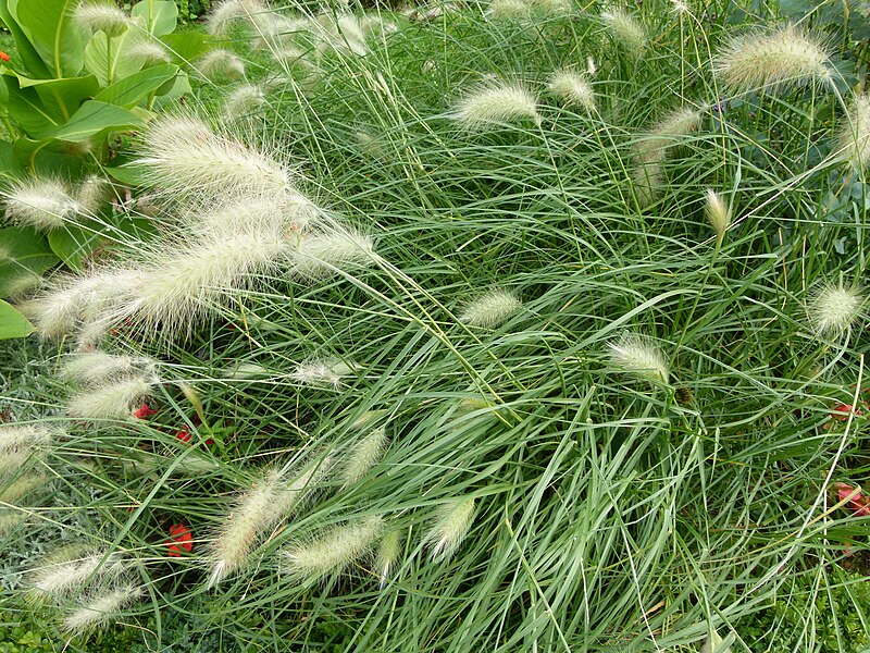 Файл:Pennisetum villosum 001.jpg