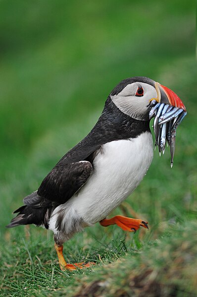 File:Puffin (2).jpg