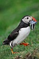 Fish for the young, Faroe Islands