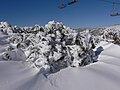 Image showing the tree's ability to survive in deep snow