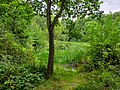 A pond in Stokes Field