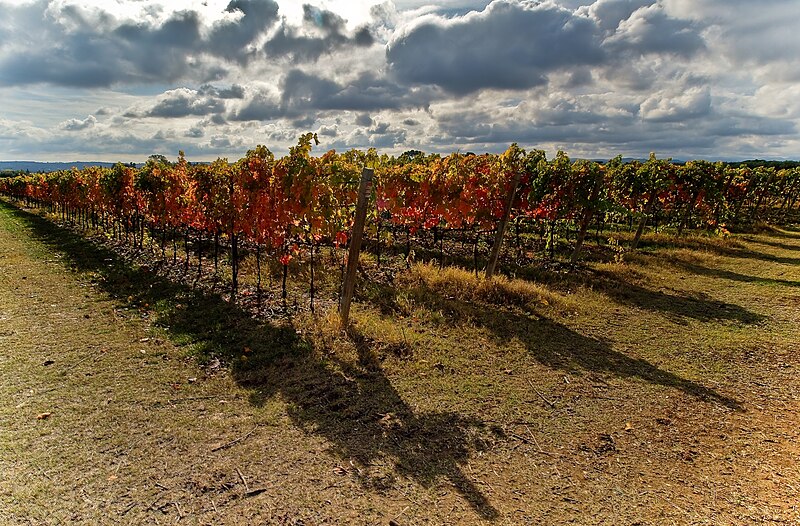 File:Verdicchio HDR.jpg