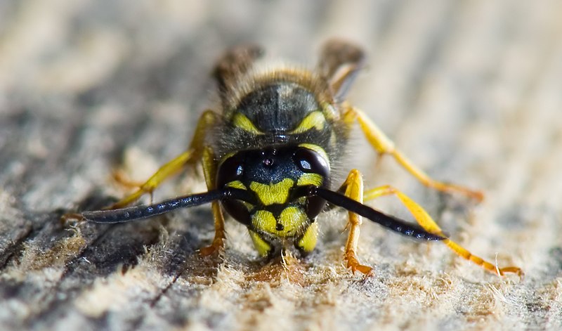 File:Wasp gathering wood.jpg