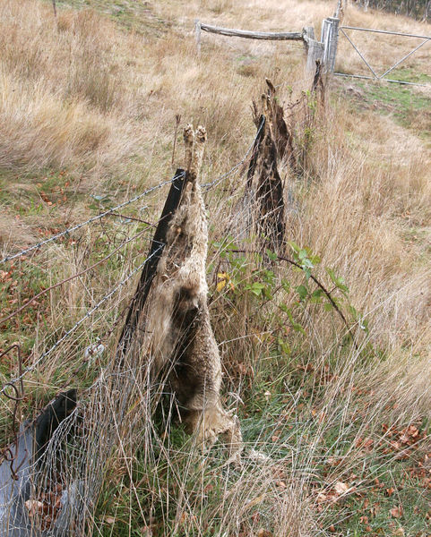 Файл:Wild dog fence.jpg