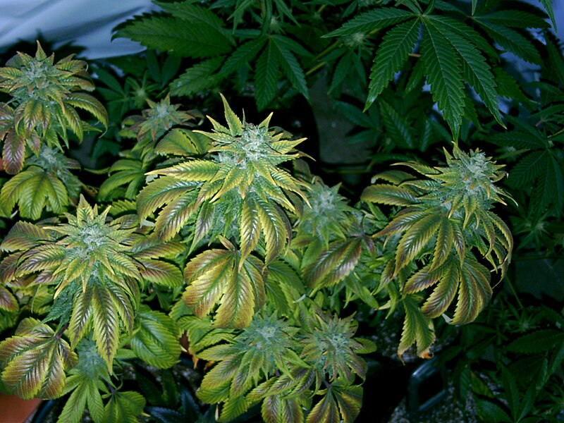 File:Yellow Cannabis strain.jpg