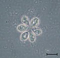 Codosiga colony under light microscopy