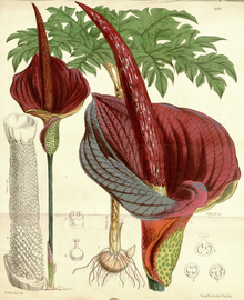 Amorphophallus konjac CBM.png