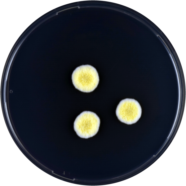 File:Aspergillus caperatus cya.png