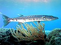 Barracuda at Paradise Reef.