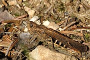 Female Chorthippus biguttulus