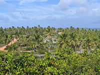 Coconut production