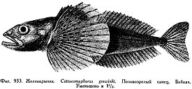 Cottocomephorus grewingkii, взрослый самец