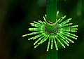 Equisetum pratense