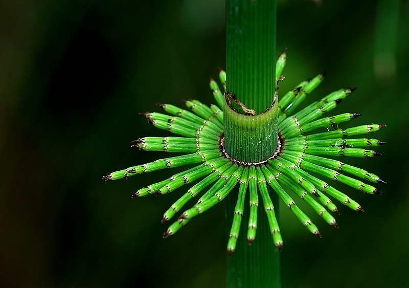 File:Equisetum pratense Luc Viatour.jpg