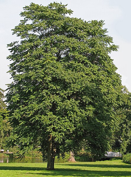 Archivo:Götterbaum (Ailanthus altissima).jpg