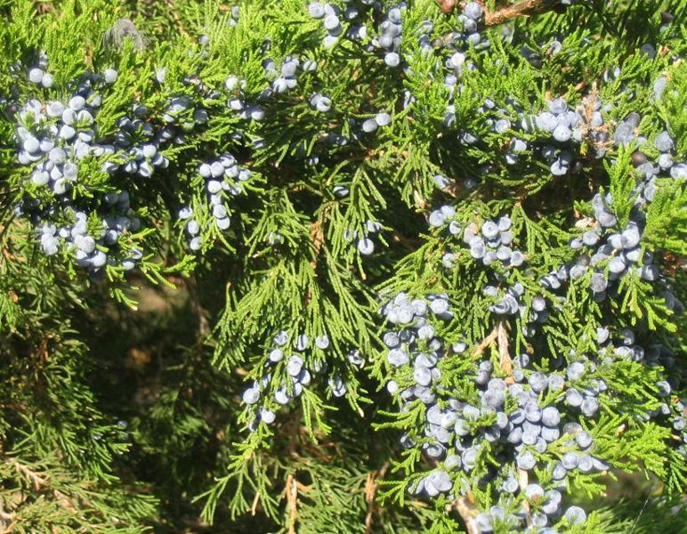 File:Juniper berries q.jpg