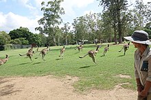 Kangaroo stampede (32250514676).jpg