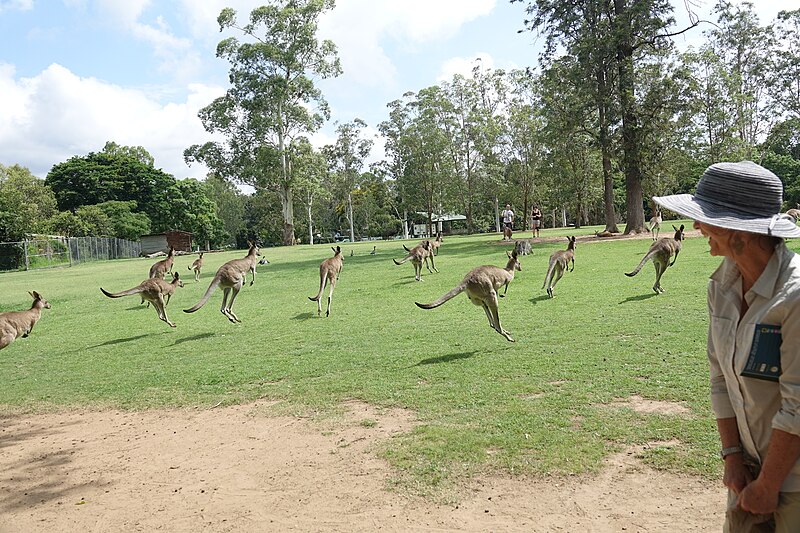 File:Kangaroo stampede (32250514676).jpg