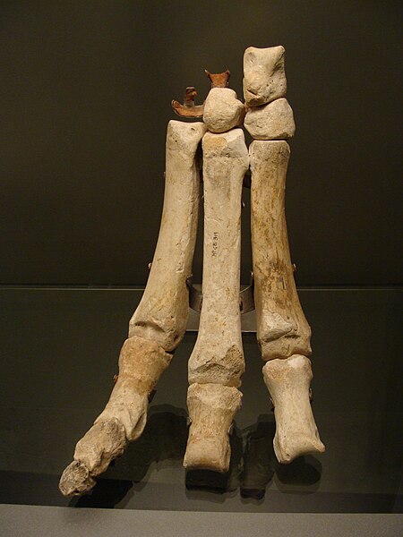 Archivo:Macrauchenia patachonica hand.JPG