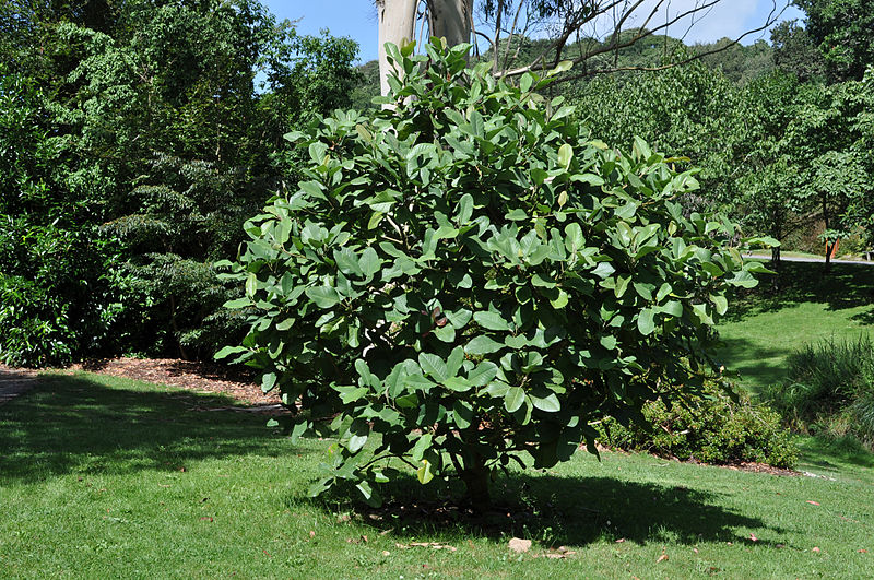 File:Magnolia delavayi 2012.jpg