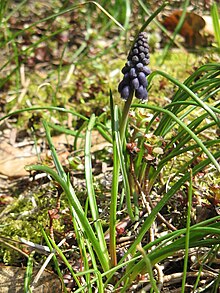 Muscari neglectum002.jpg